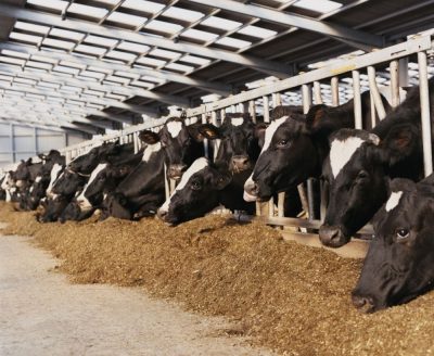 Büyükbaş Besihanelerde