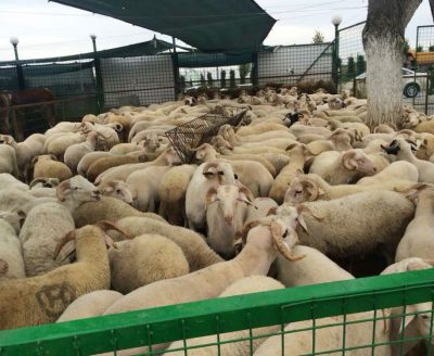 Küçükbaş Besihanelerde