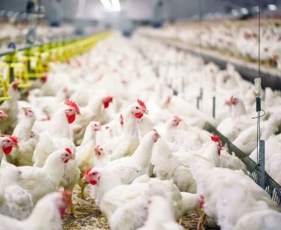 Tavuk Çiftliklerinde